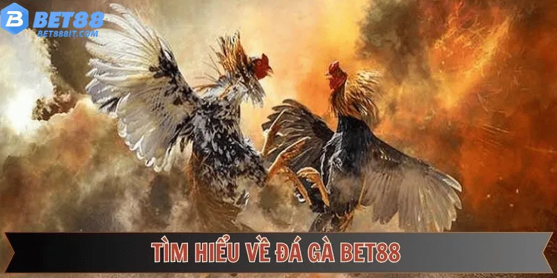 Tìm hiểu về đá gà bet88 Tìm hiểu về đá gà bet88
